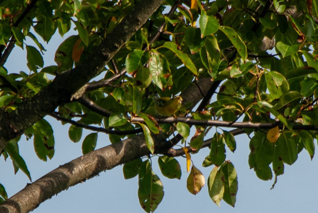 Northern Parula - ML642583831