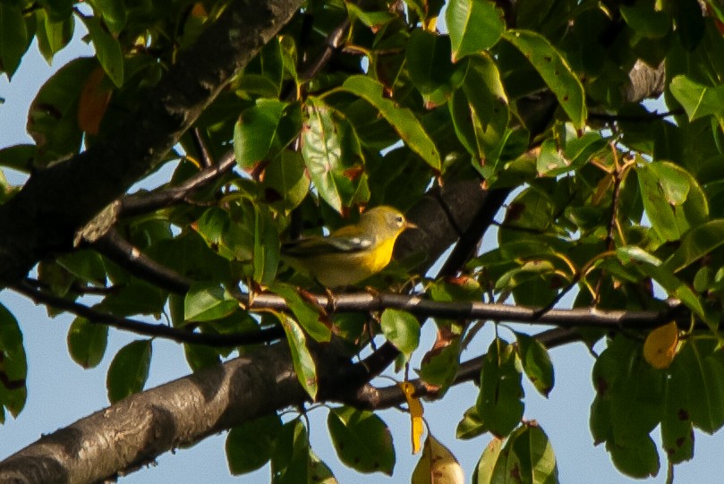 Northern Parula - ML642583832