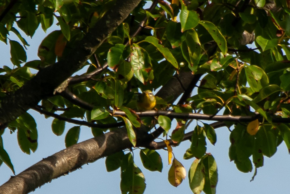 Northern Parula - ML642583833