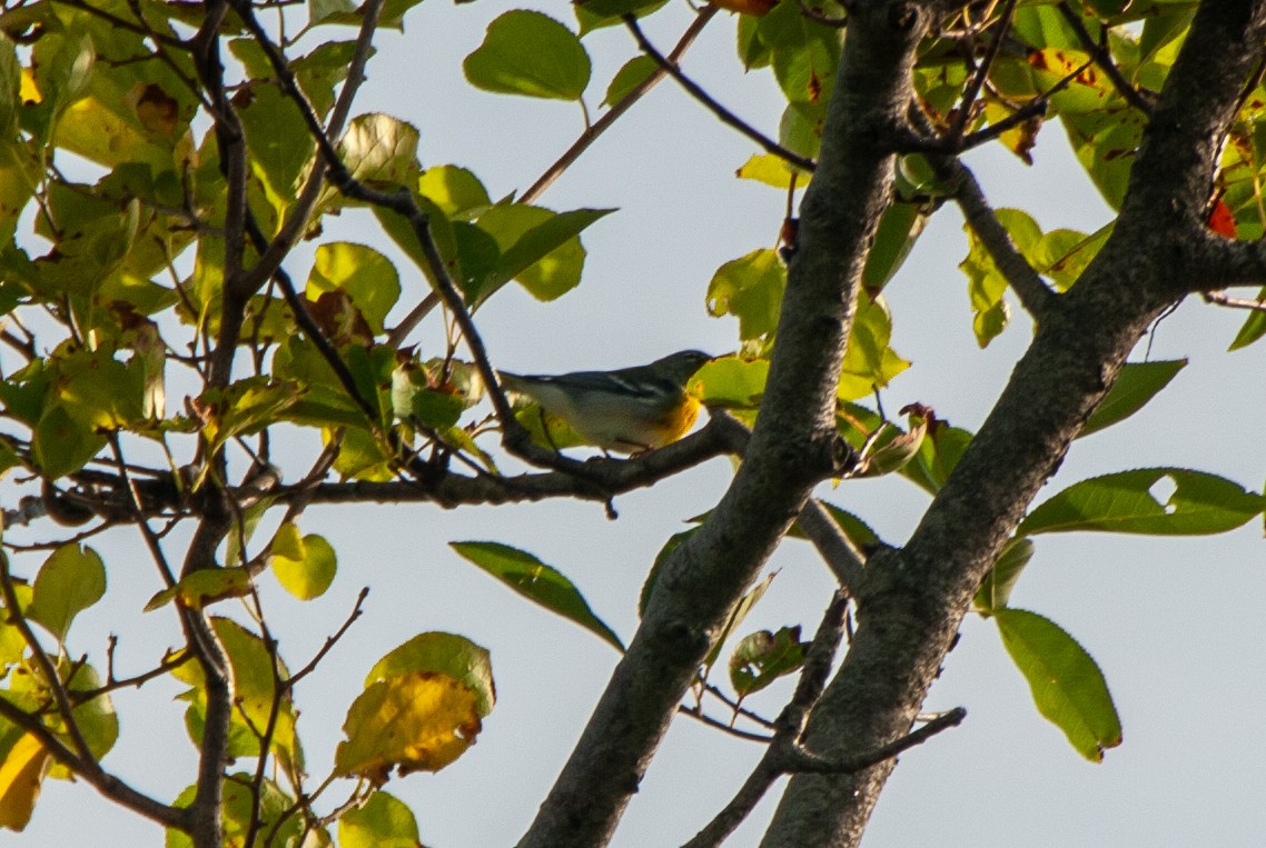 Northern Parula - ML642583834