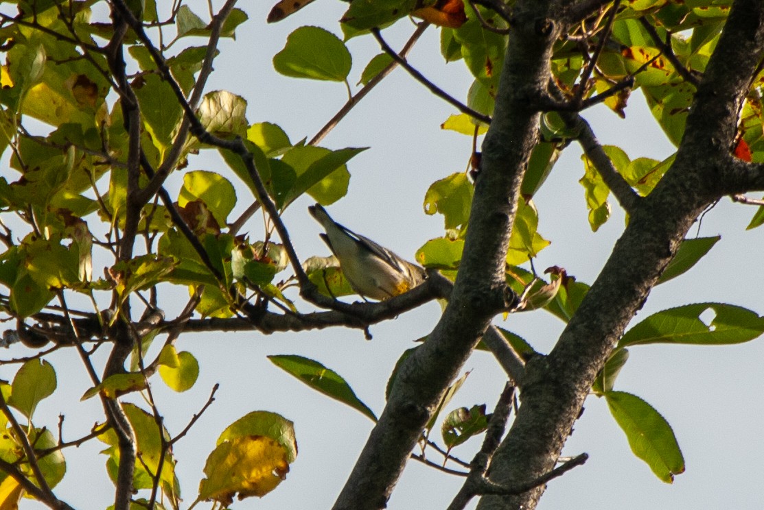 Northern Parula - ML642583836