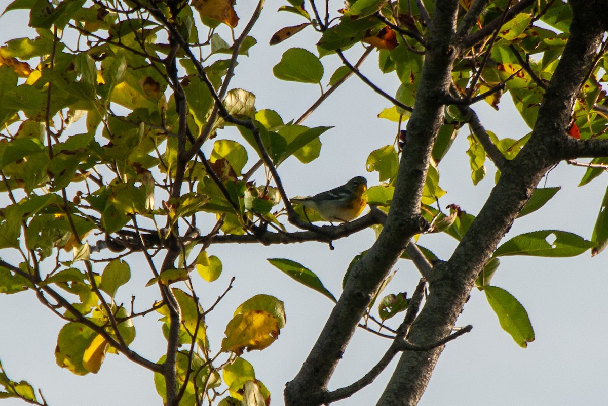 Northern Parula - ML642583838