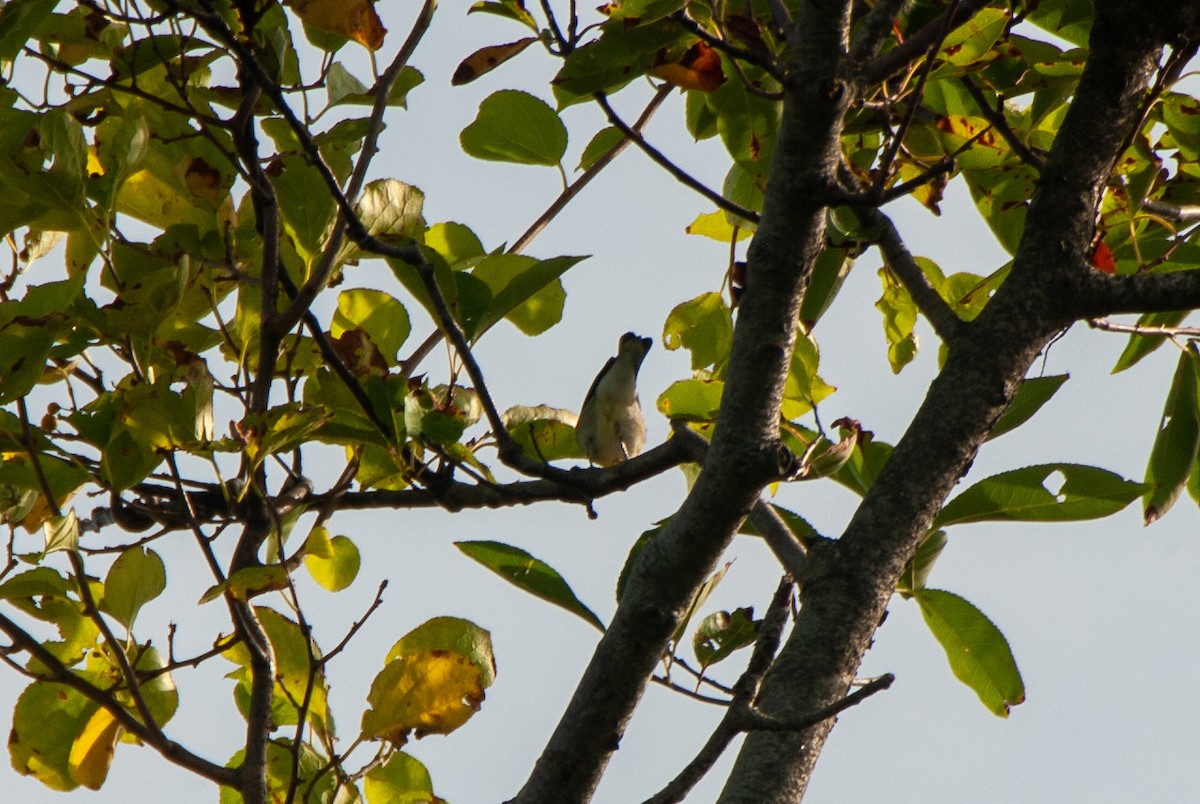 Northern Parula - ML642583839