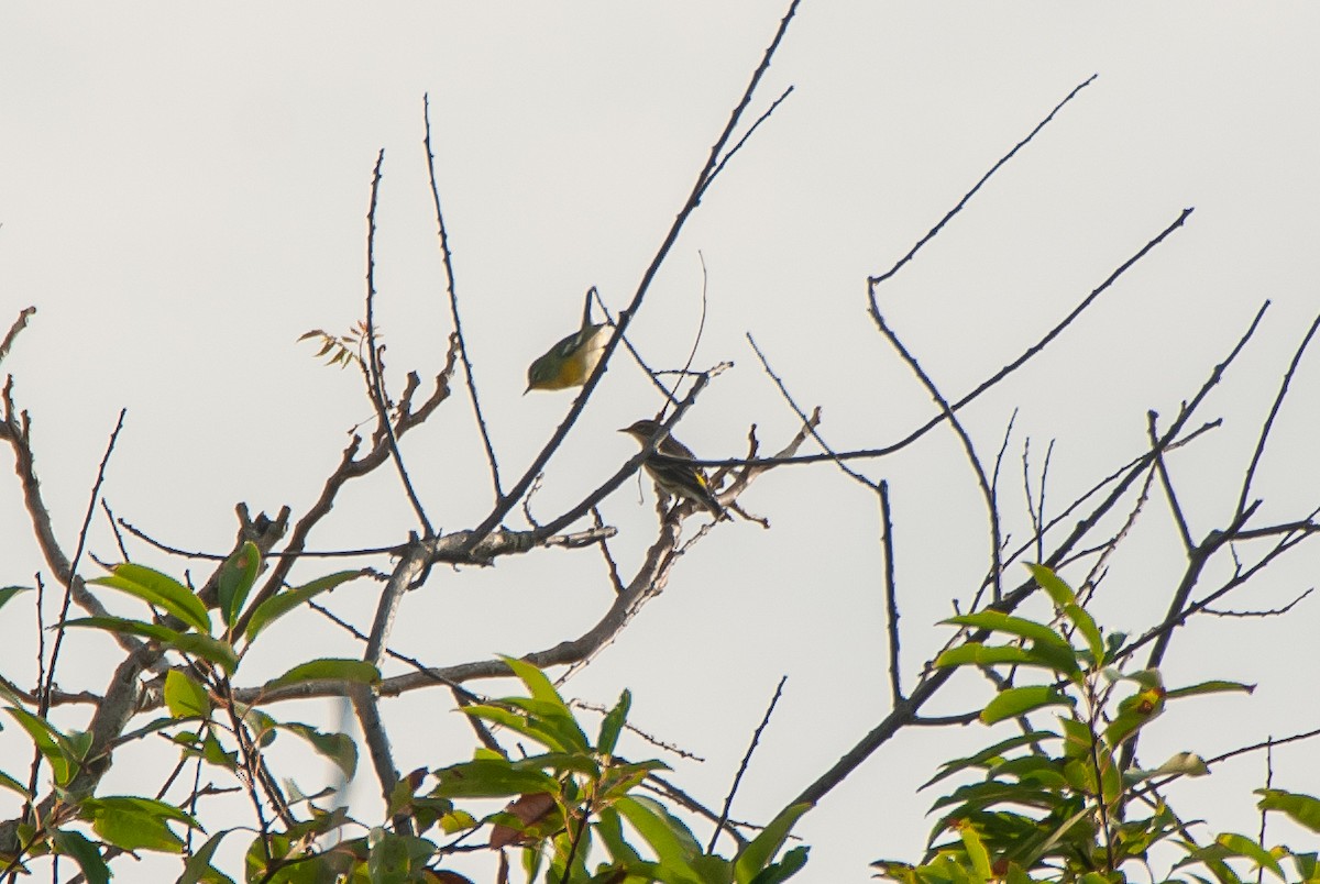 Northern Parula - ML642583840