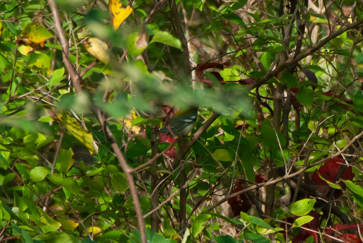 Northern Parula - ML642583841