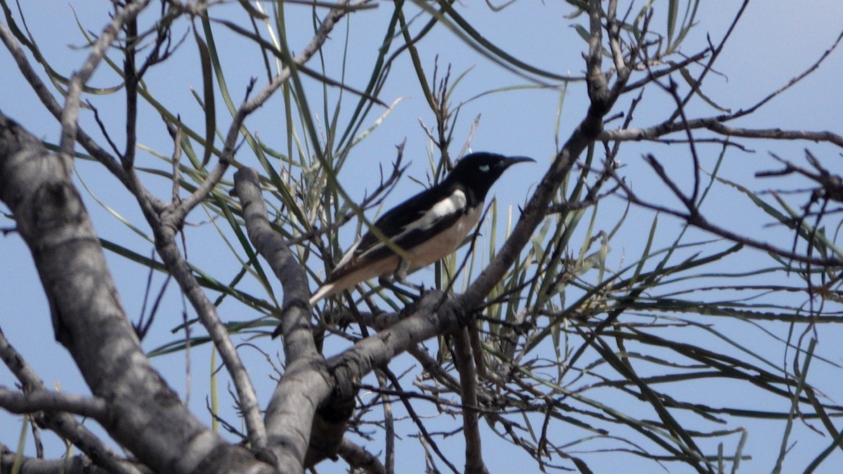 Pied Honeyeater - ML642583847