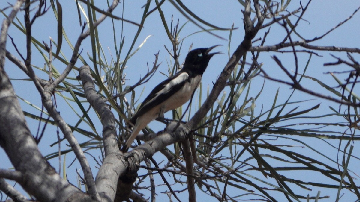 Pied Honeyeater - ML642583848