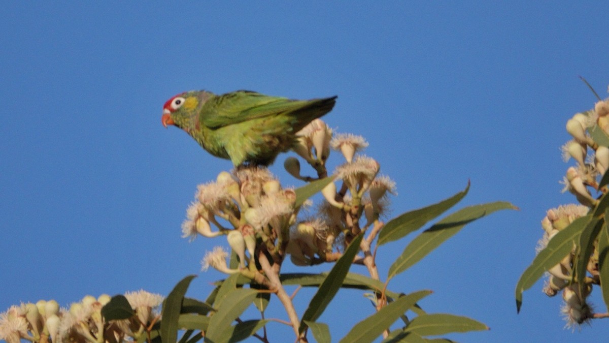 Varied Lorikeet - ML642583902