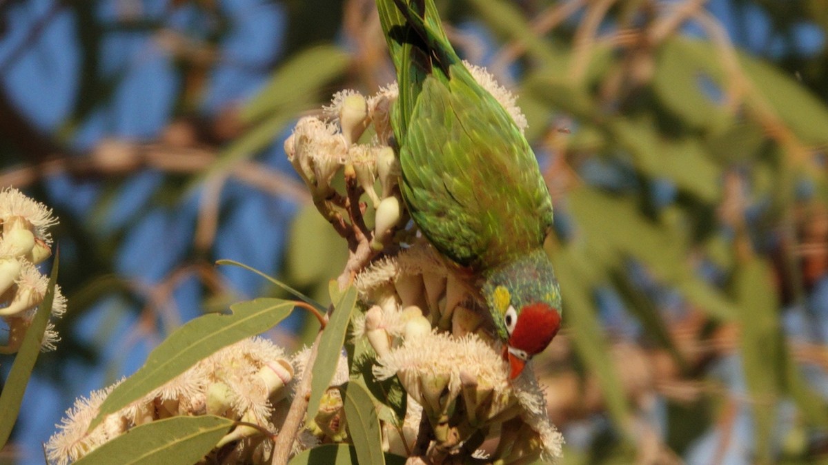 Varied Lorikeet - ML642583903