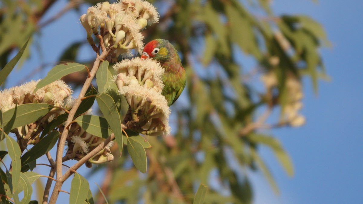 Varied Lorikeet - ML642583904