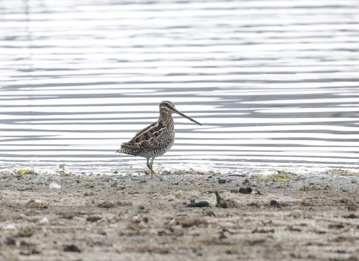 Wilson's Snipe - ML642584016