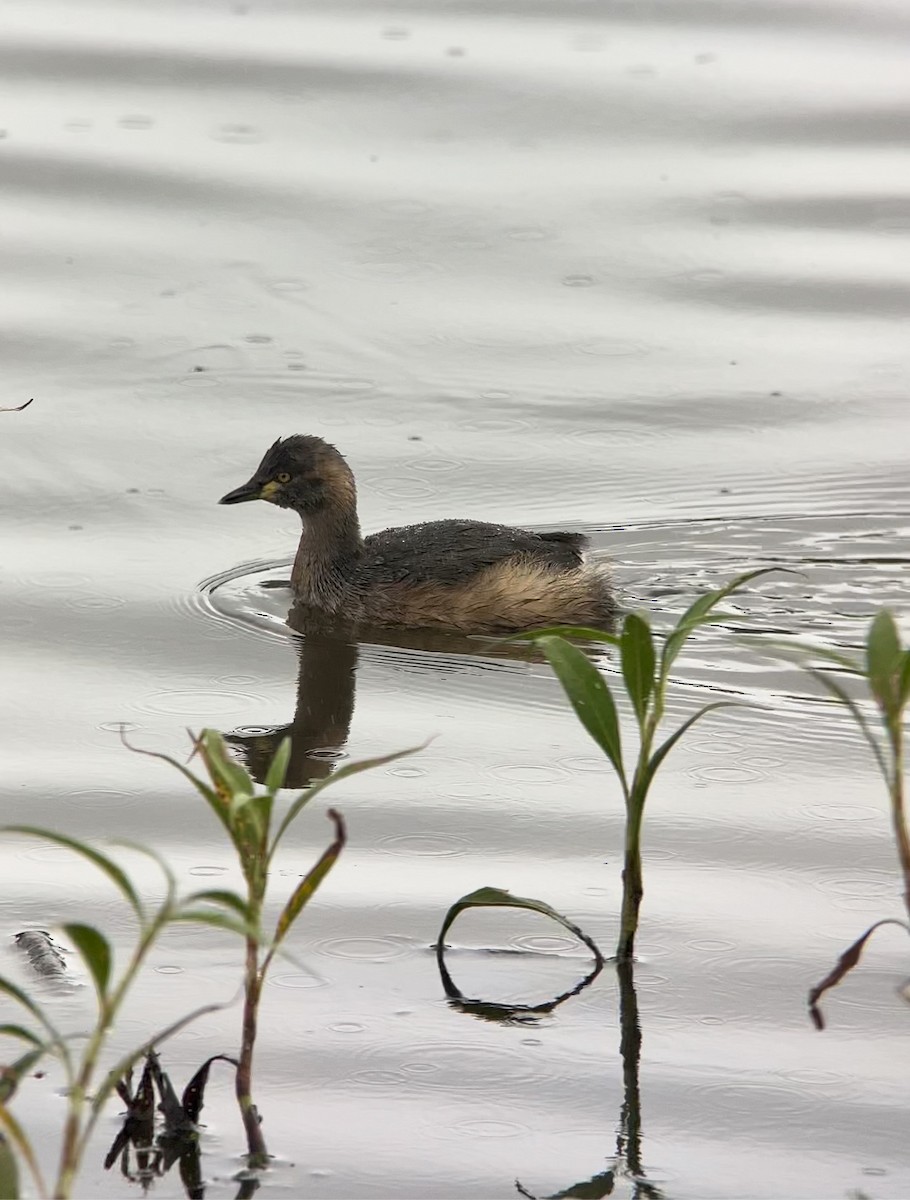 Australasian Grebe - ML642584017