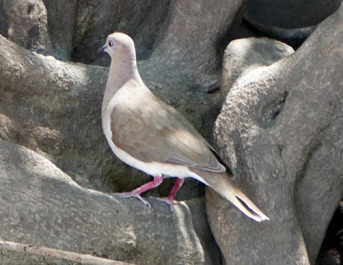 White-tipped Dove - ML642584028