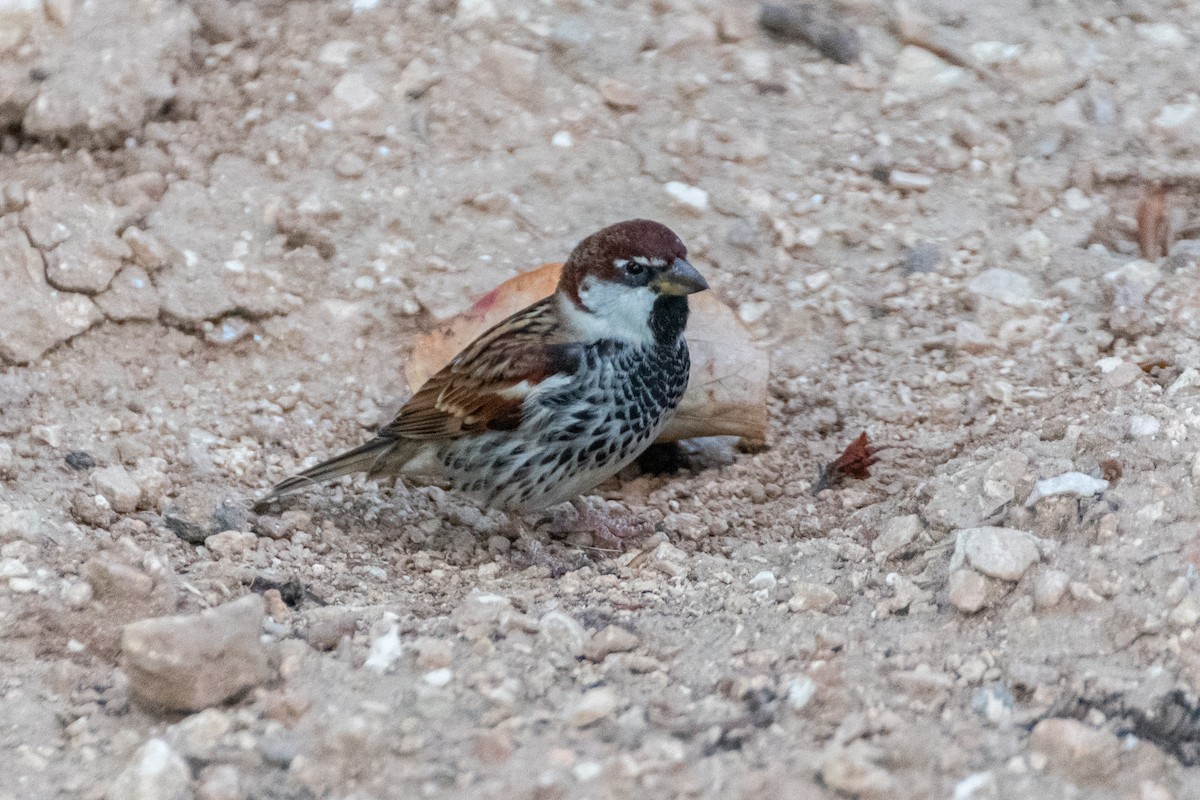 Spanish Sparrow - ML642584031