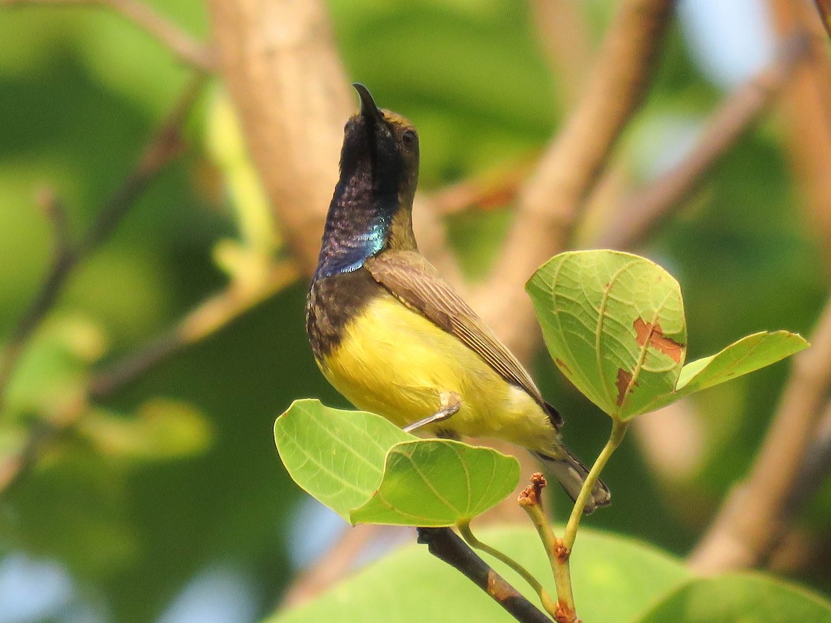 Ornate Sunbird - ML642584049
