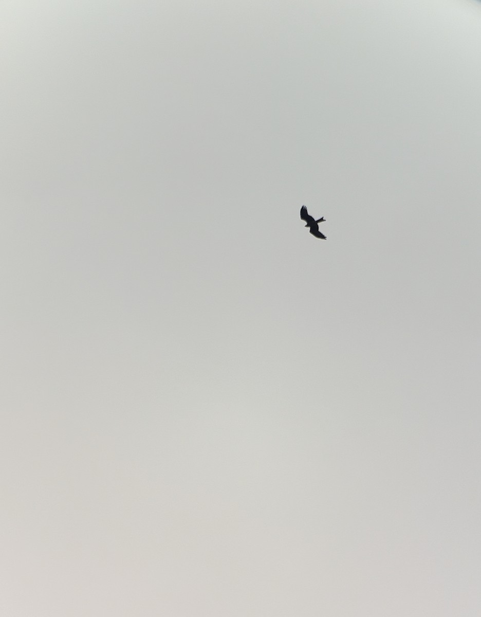 Black Kite (Black) - ML642584059