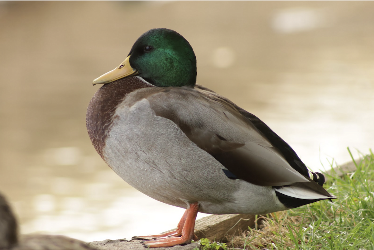 Mallard - ML642584064