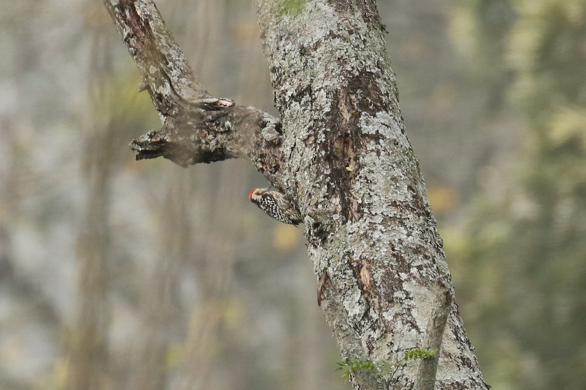 Yellow-crowned Woodpecker - ML642584065