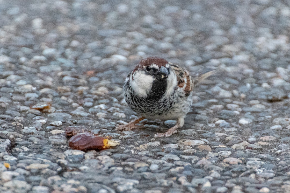 Spanish Sparrow - ML642584069