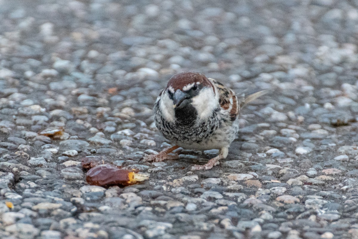 Spanish Sparrow - ML642584070