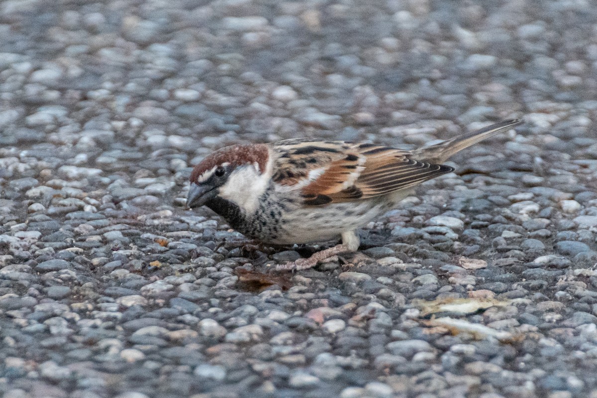 Spanish Sparrow - ML642584071