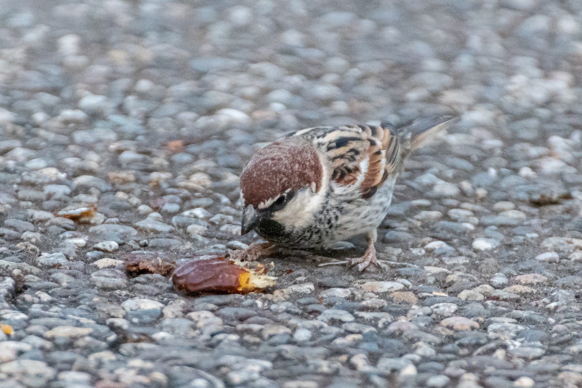 Spanish Sparrow - ML642584072