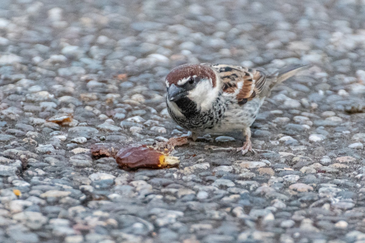 Spanish Sparrow - ML642584074