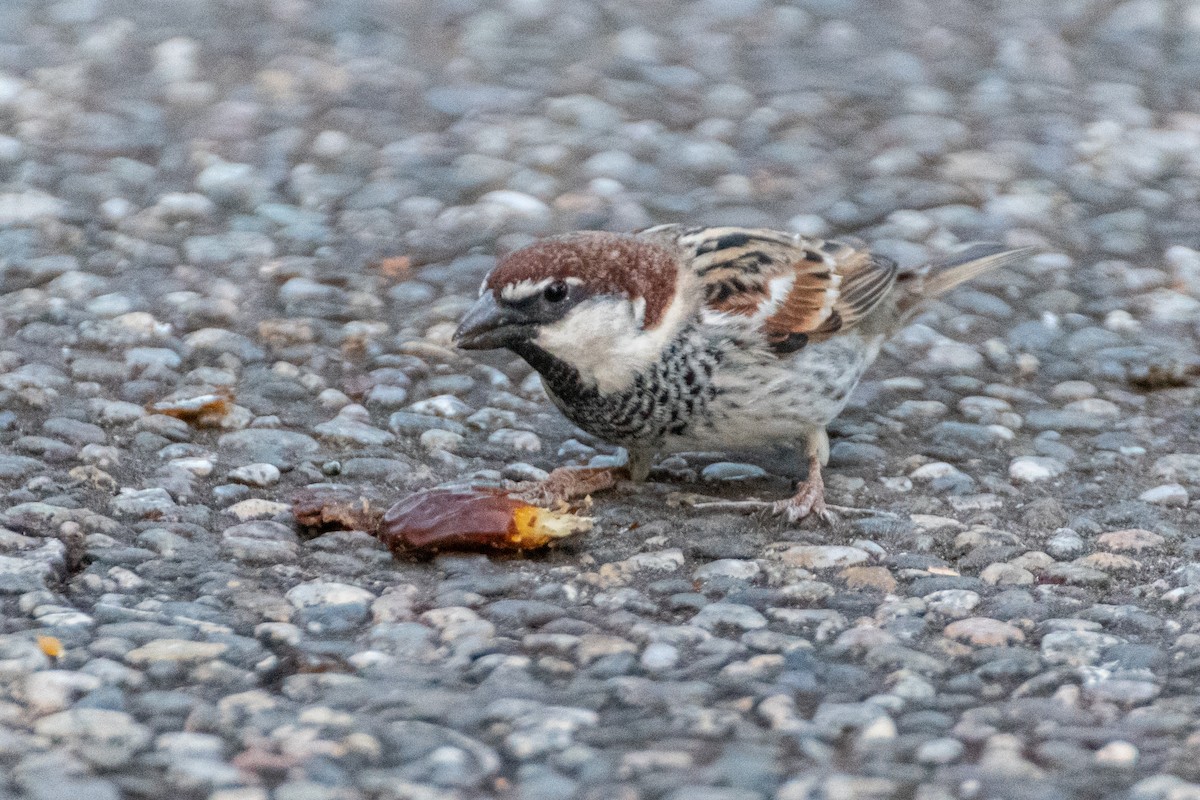 Spanish Sparrow - ML642584075