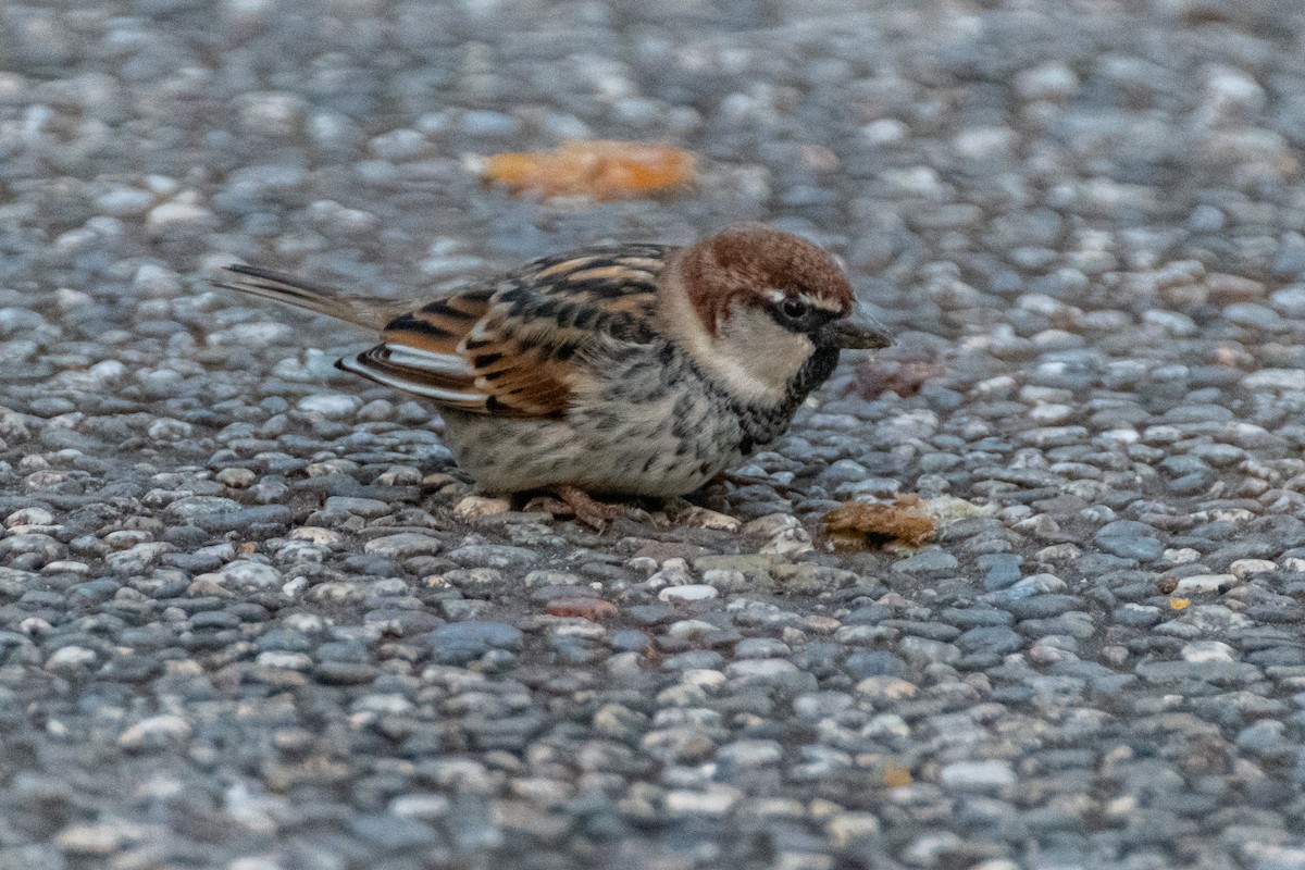 Spanish Sparrow - ML642584076