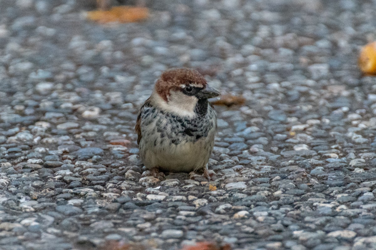 Spanish Sparrow - ML642584077
