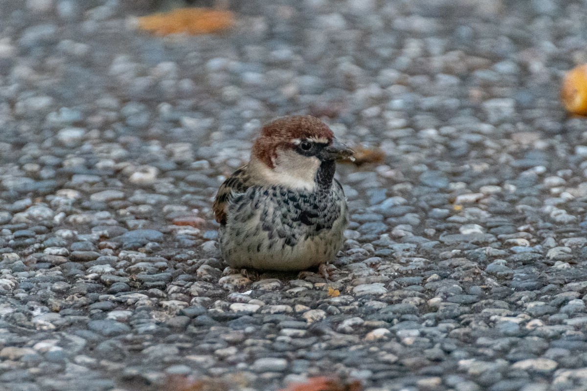 Spanish Sparrow - ML642584078