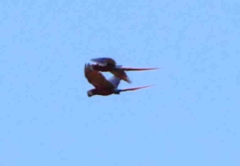 Scarlet Macaw - ML642584112