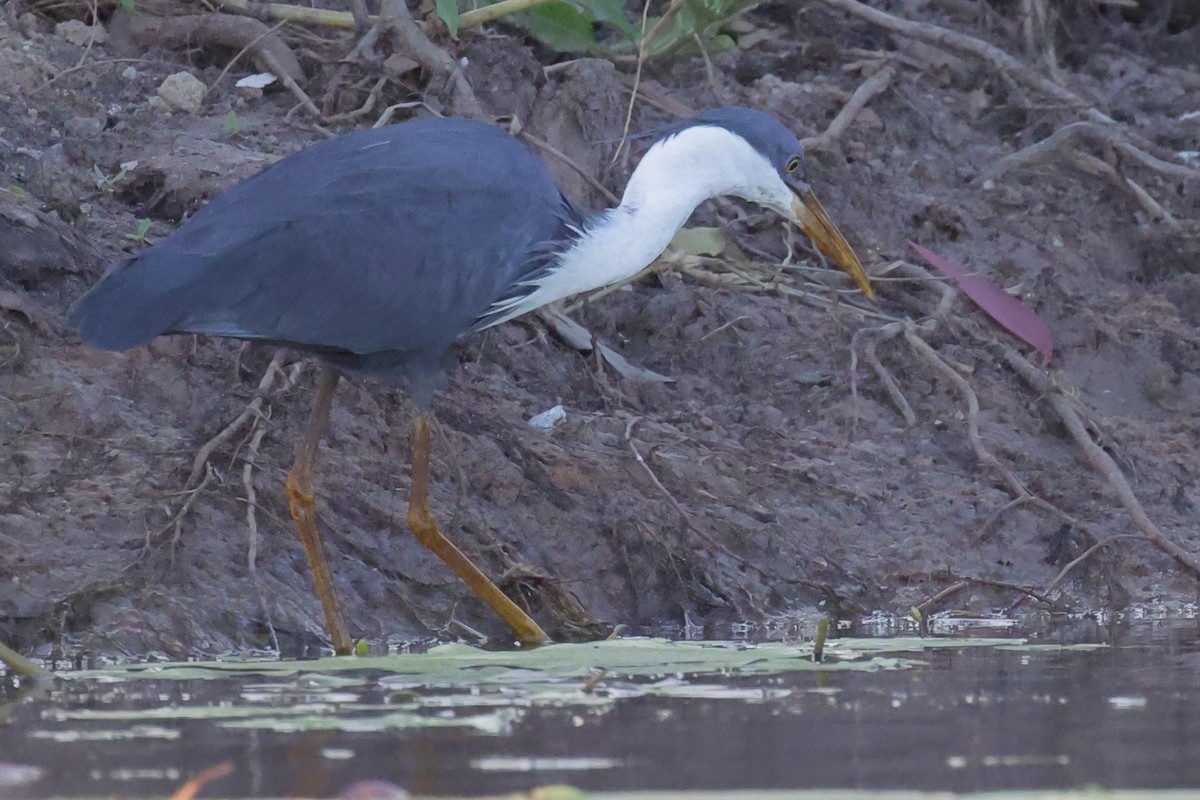 Pied Heron - ML642584114
