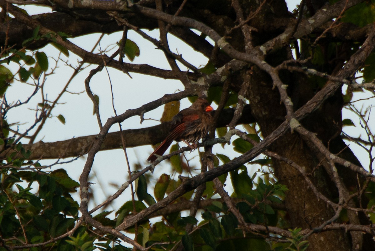 Cardinal rouge - ML642584126