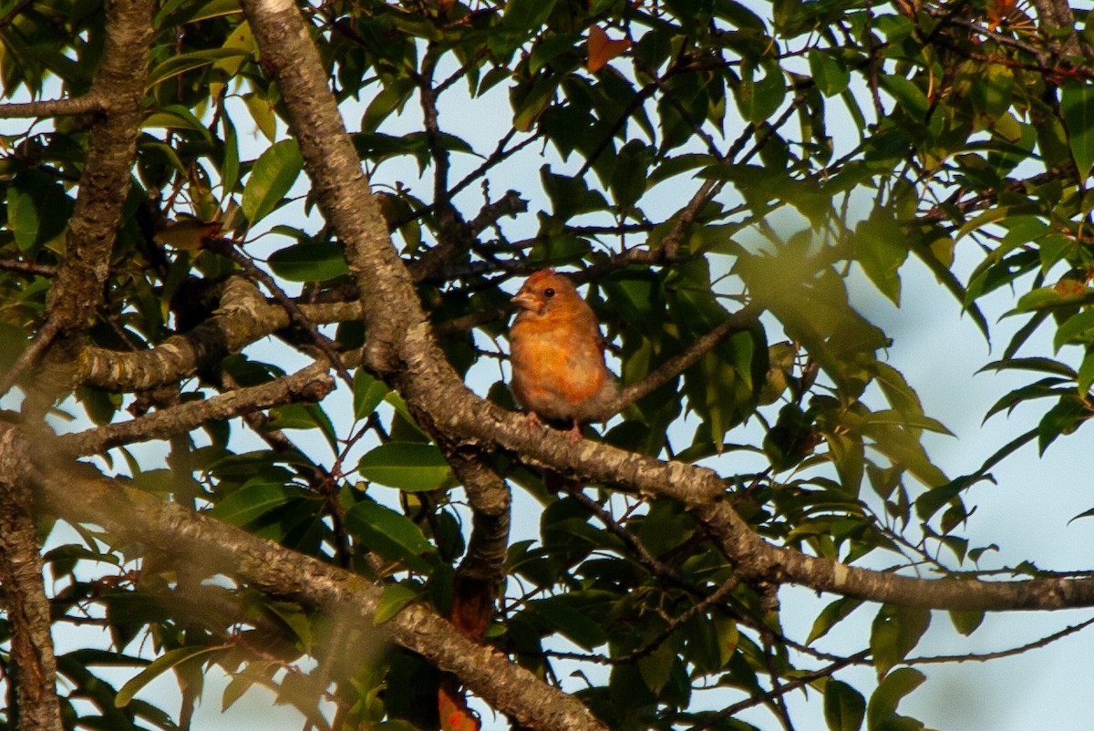 Cardinal rouge - ML642584128