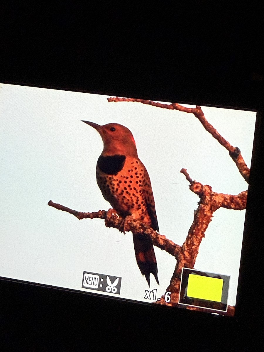 Northern Flicker - ML642584140