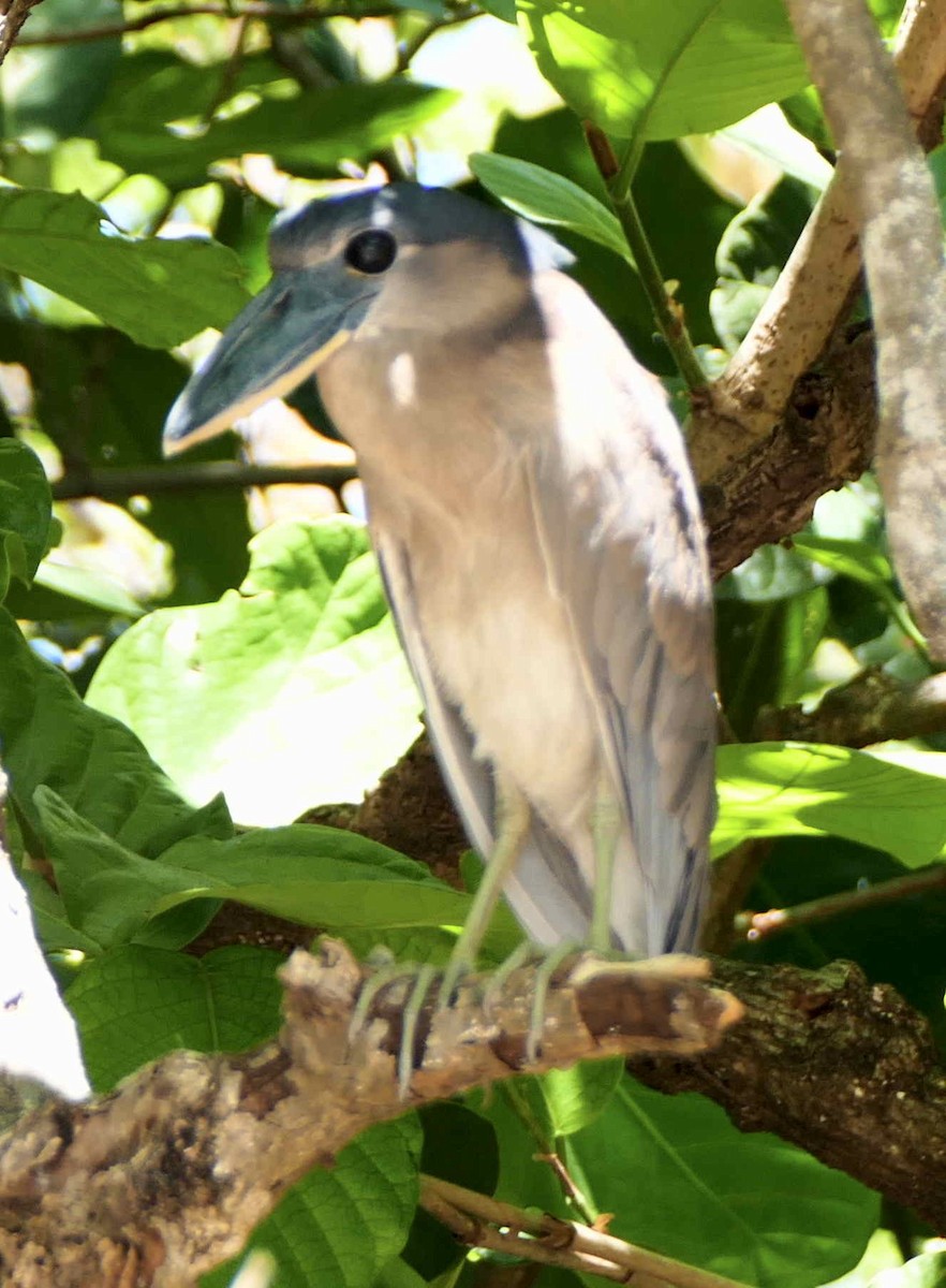Boat-billed Heron - ML642584141