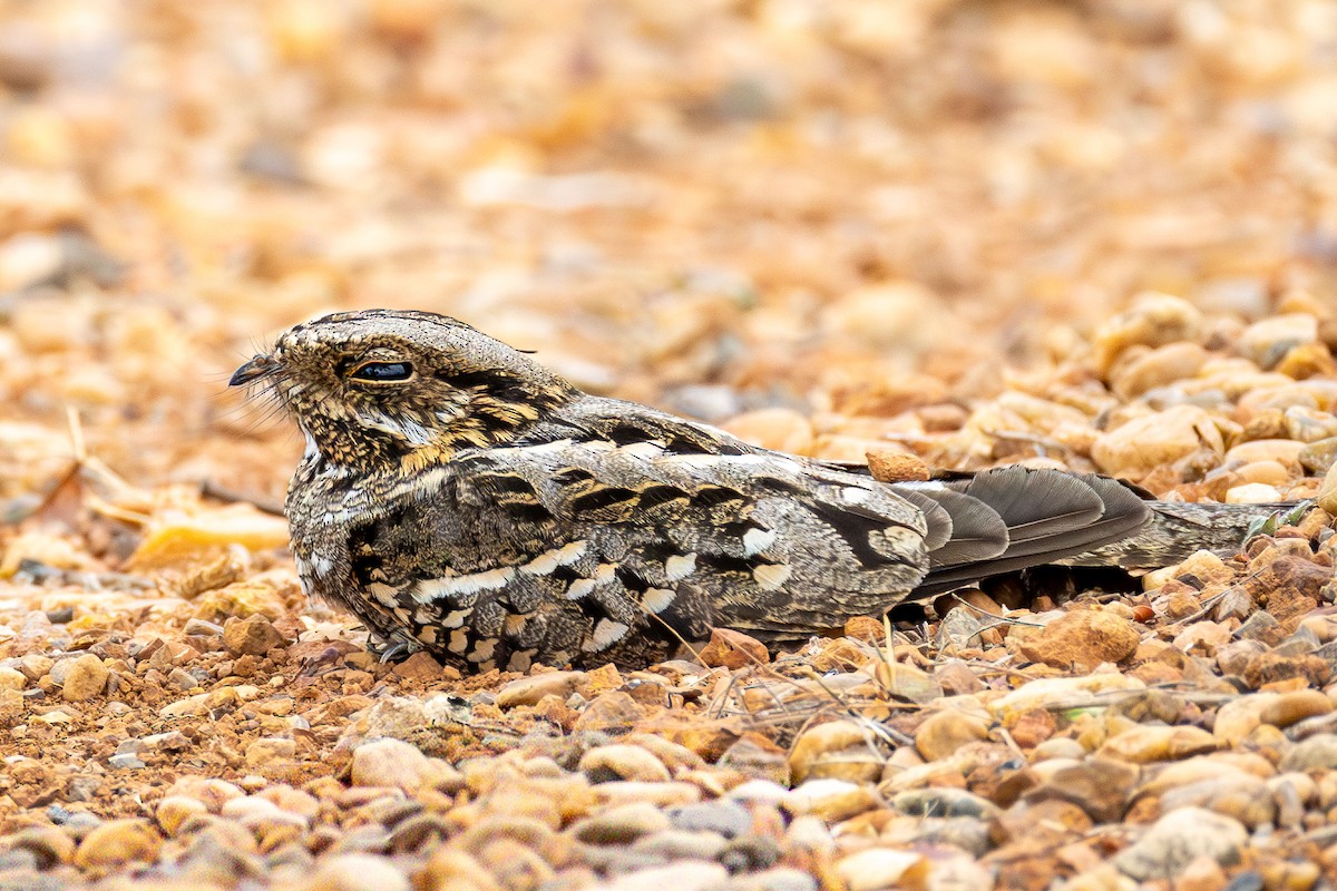 Little Nightjar - ML642584208