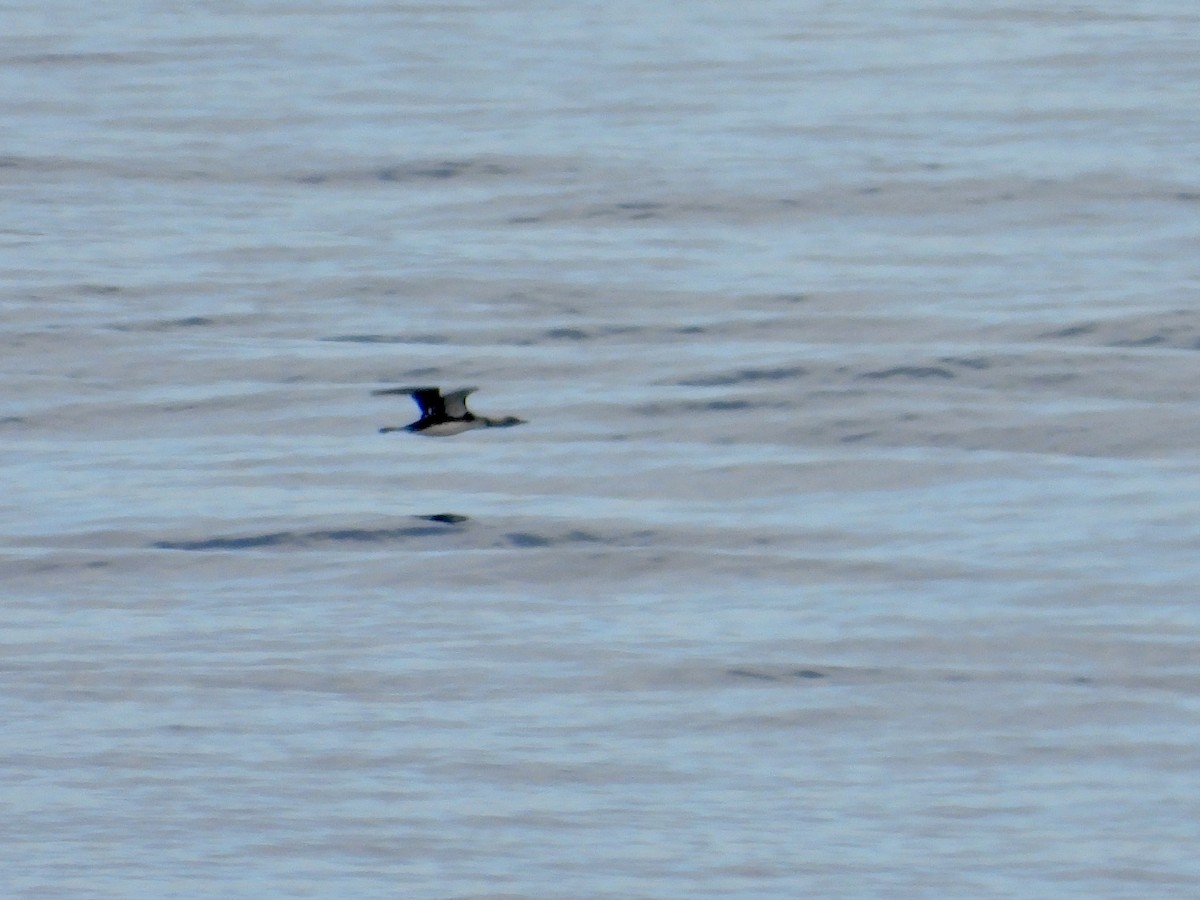 Pacific Loon - ML642584209
