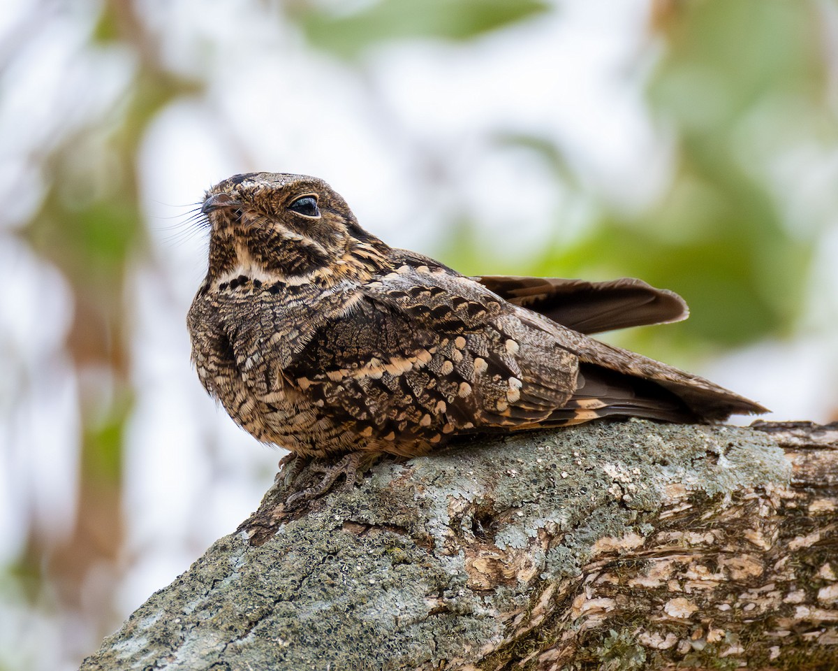 Little Nightjar - ML642584210