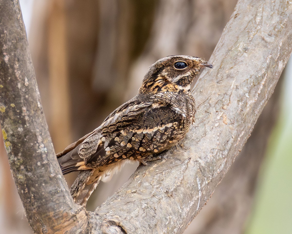 Little Nightjar - ML642584211