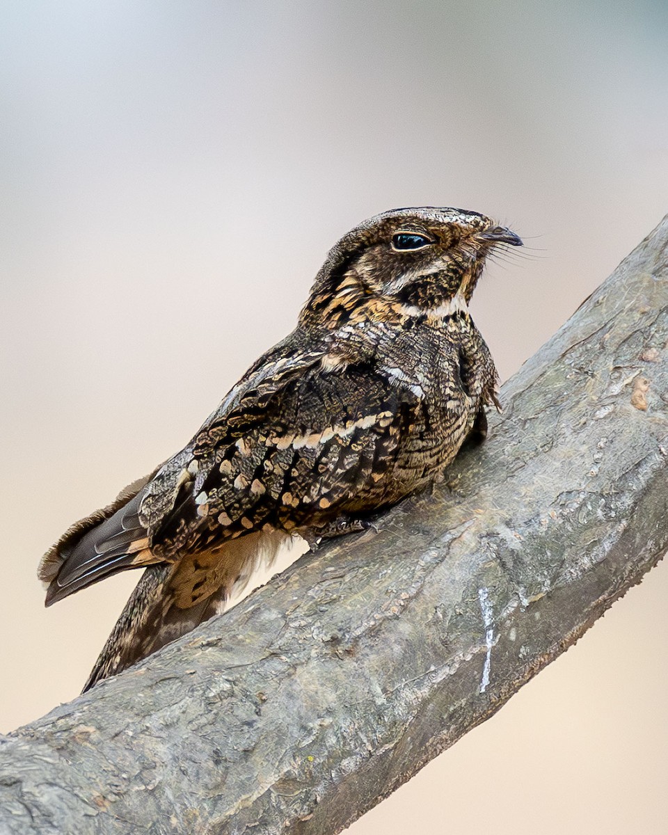 Little Nightjar - ML642584213