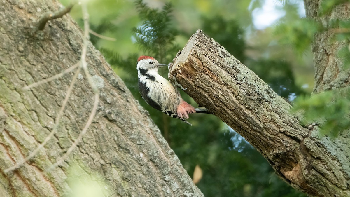 Middle Spotted Woodpecker - ML642584222