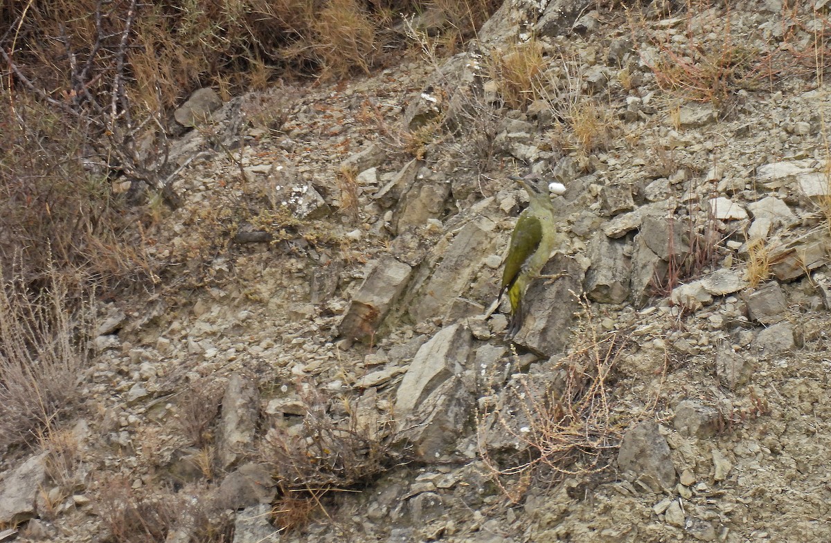 Iberian Green Woodpecker - ML642584245
