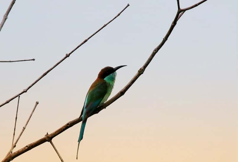 藍喉蜂虎 - ML642584250