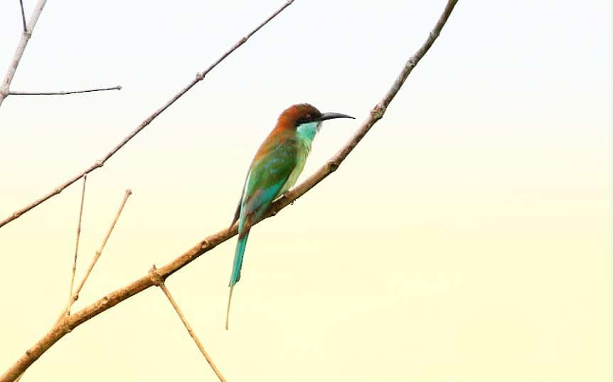 藍喉蜂虎 - ML642584251