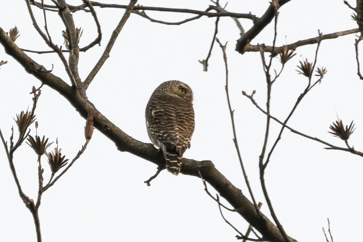Asian Barred Owlet - ML642584253