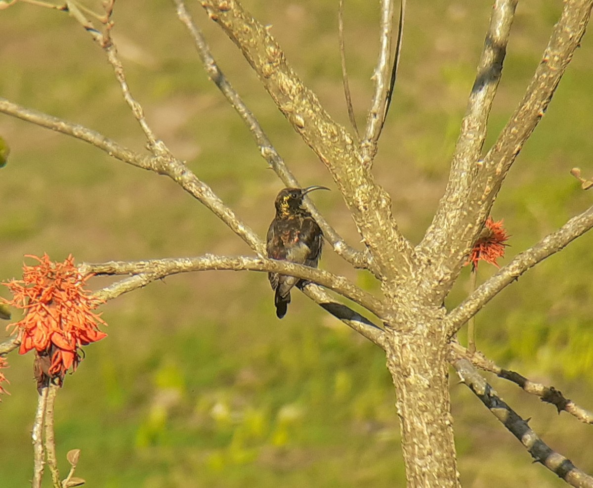 Copper Sunbird - ML642584264