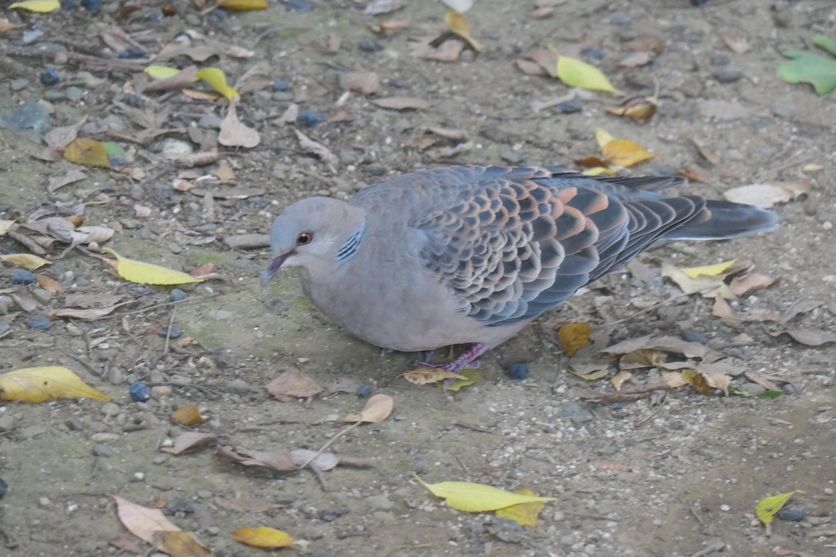 Oriental Turtle-Dove - ML642584268