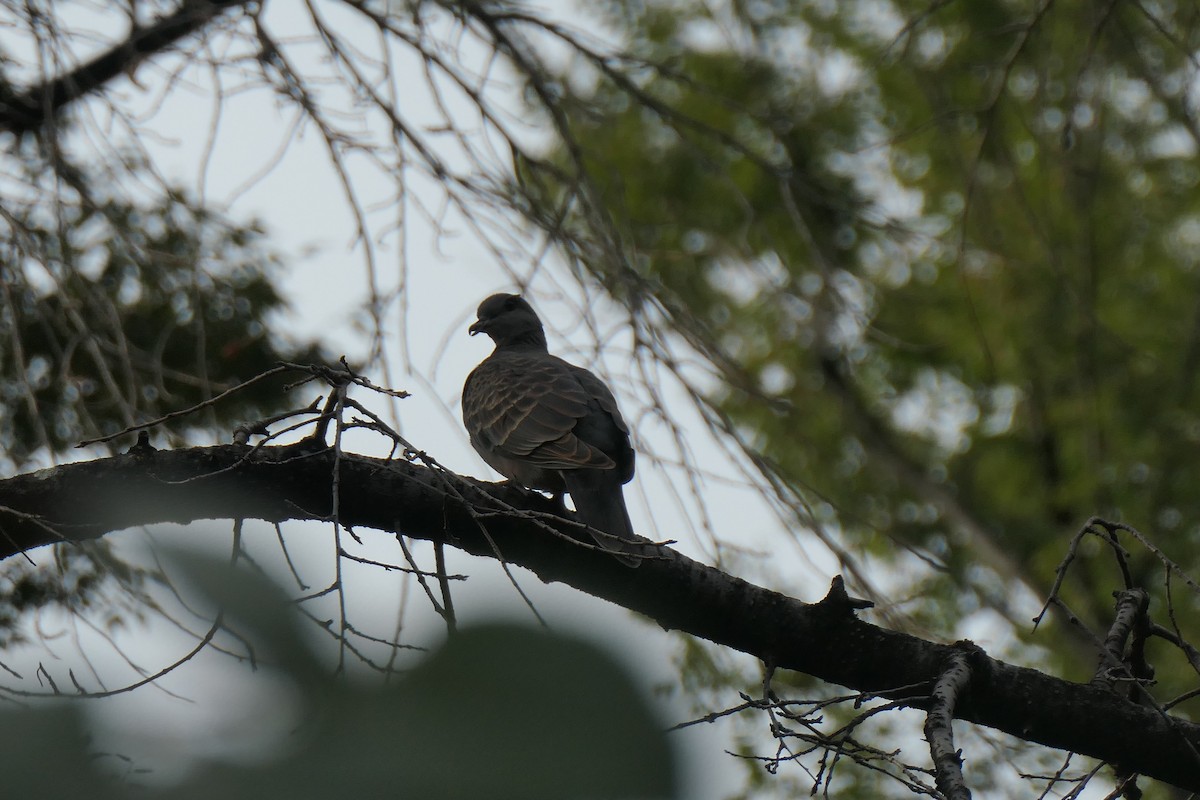 Oriental Turtle-Dove - ML642584269
